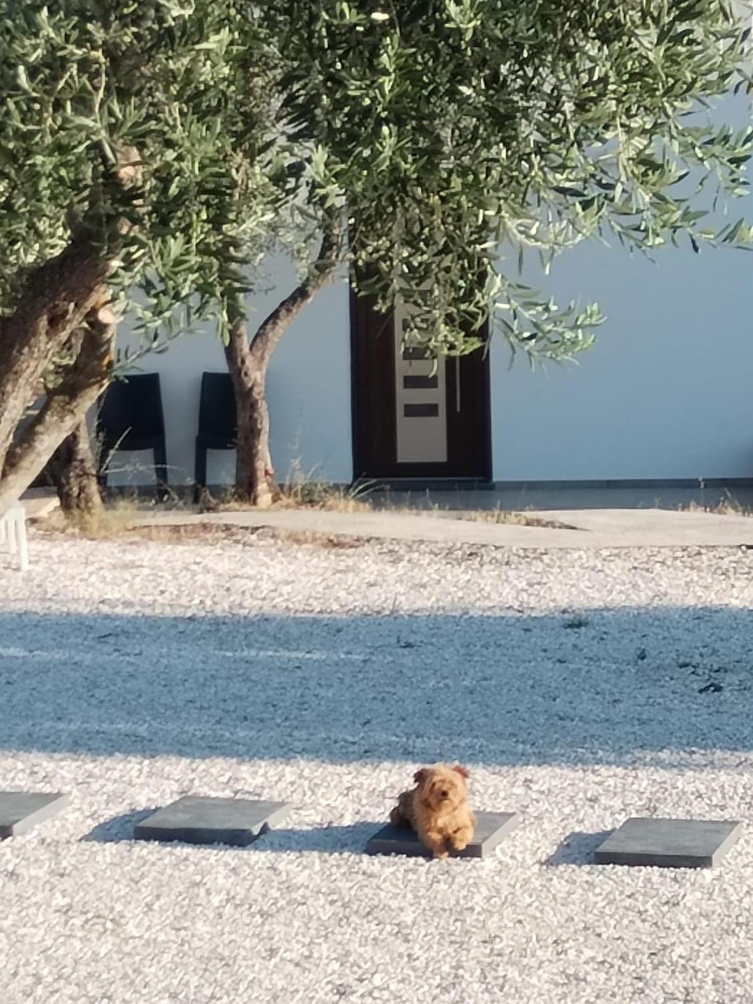 Farmhouse La Croisette - Agriturismo 多尔加利 外观 照片