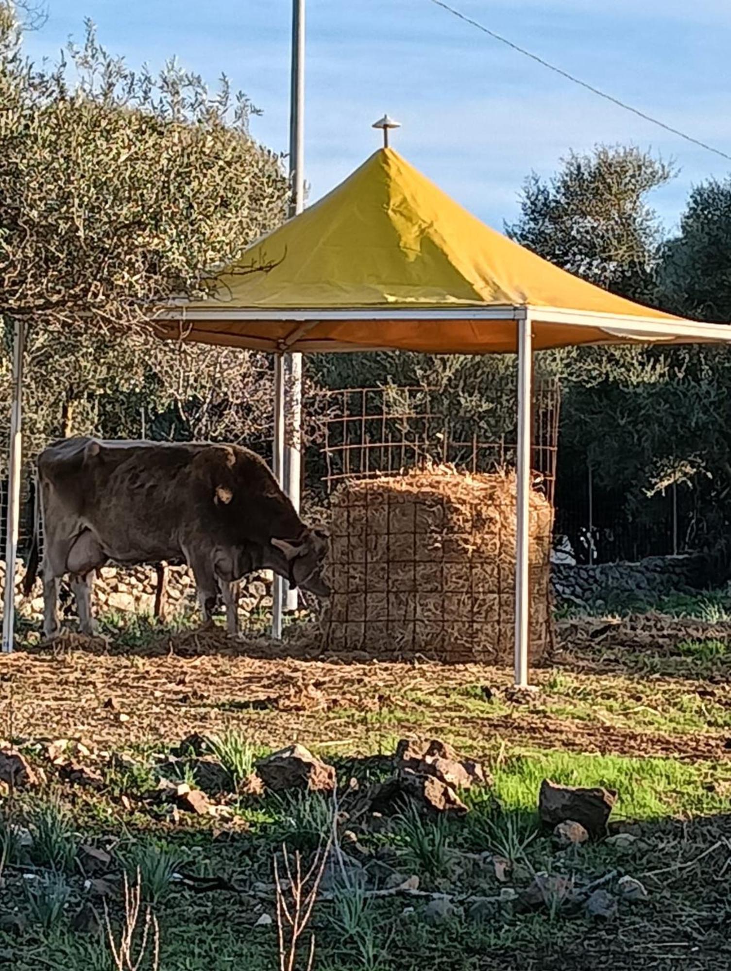 Farmhouse La Croisette - Agriturismo 多尔加利 外观 照片